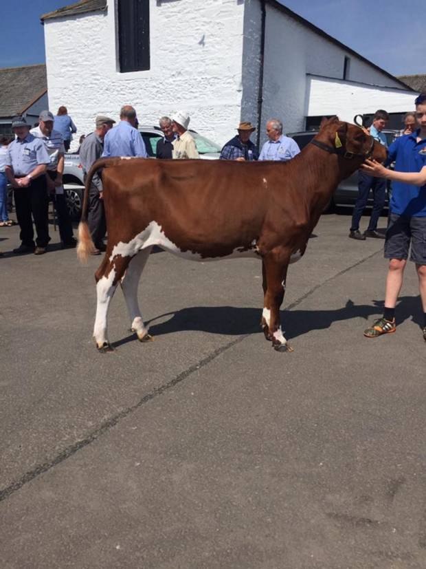 Swaites Dilly 12 the top seller at the Ayrshire Conference Sale 2019. Dilly 12 is sired by Ravenhill Victory