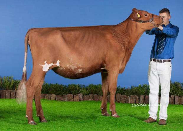 UK Breed Record for a daughter of Hunnington Famous