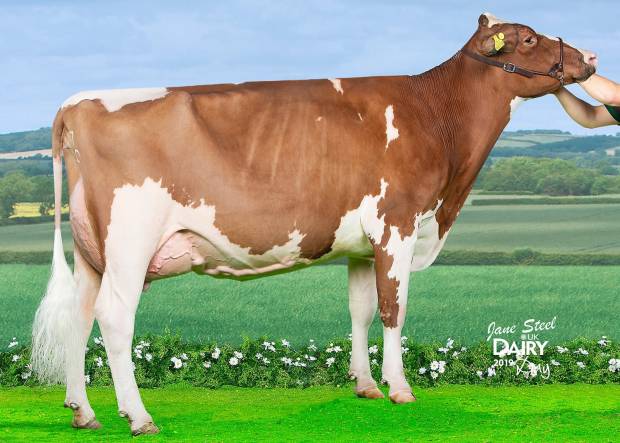 Champion D13 Allstar Triclo Joybell  owned by Evie Tomlinson & E T Tomlinson