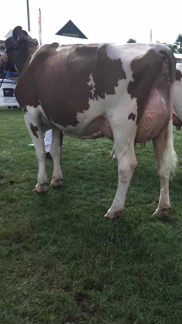 Allstar Triclo Joybell - Interbreed Heifer Champion at the Royal welsh Show 2019