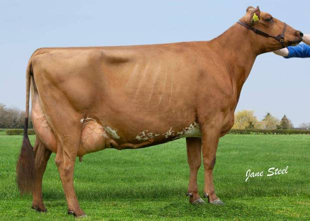 Ardmore Janet 110 from J&M Hunter, winner of the 2018 5 year and 6&7 year old in milk classes