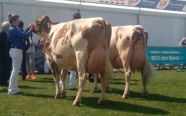 Breed Champion At This Year's Balmoral Show - Marleycote Sea Lily 14 EX 94 (2)