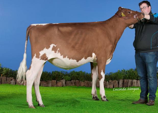 Reserve, Beechmount Marie Girl 23 (Marbrae Bigtime) - owned by R & C McConnell