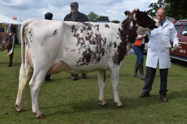Grand Champion For a Daughter of Cuthill Towers Madison