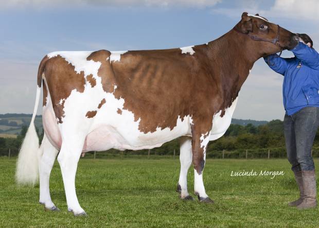 Purchase Your Pick Of The Bigginvale Herd At This Year's Conference Sale