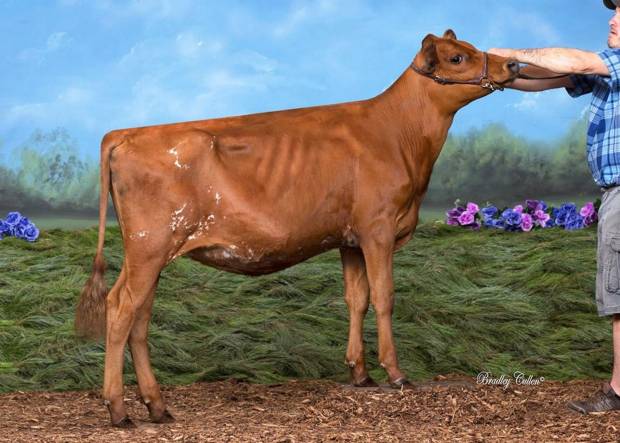 Boldview Fam Fatalle - sired by Hunnington Famous