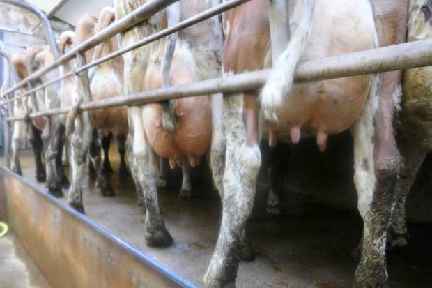Brackley cows in the parlour