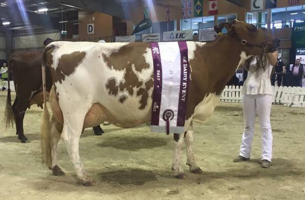 For The Second Year Running Cattle Services Sired The Supreme Champion Ayrshire At The New Zealand Dairy Show