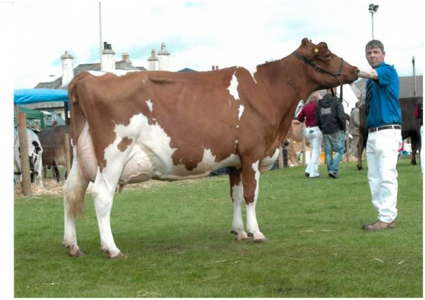 Lot 30, Stevenson’s Bunty 114 EX94-2E- sold to the second top price of 2500gns