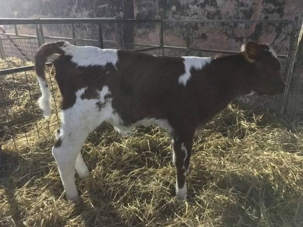 One of the first Panell calves to be born is this super calf at Butterbesley Ayrshire's