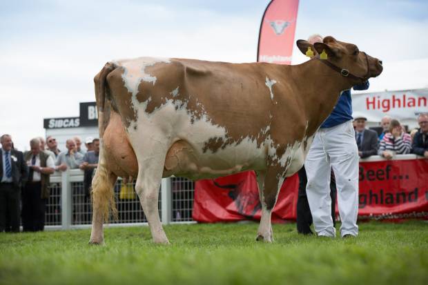Sanderson George Evergreen 310 EX 92 is crowned Champion at The 2016 Highland Show