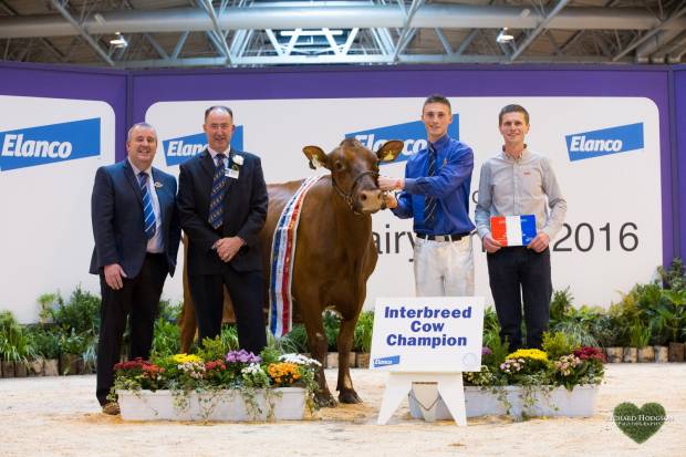 Shaun Rennie leading Horseclose Joanna along with owner Daniel McGarva, Society President - Gilmour Lawrie and Interbreed judge Ashley Fleming 