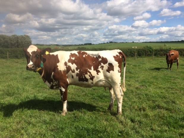 Early Signs Are Good For The First Daughters To Calve Sired By Caldervale Realisation