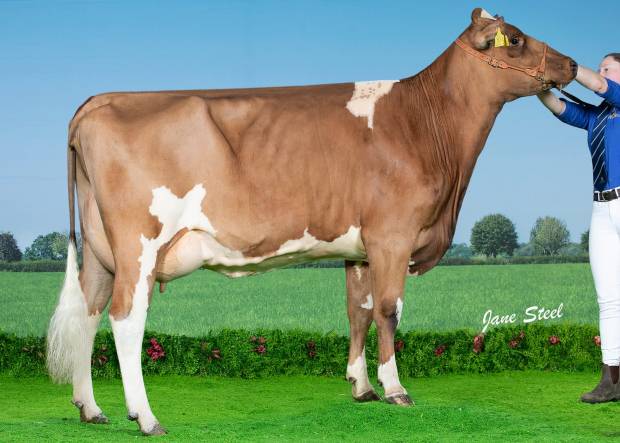 Sired by Moathouse Monopoly - Carnell Snowdrop 539