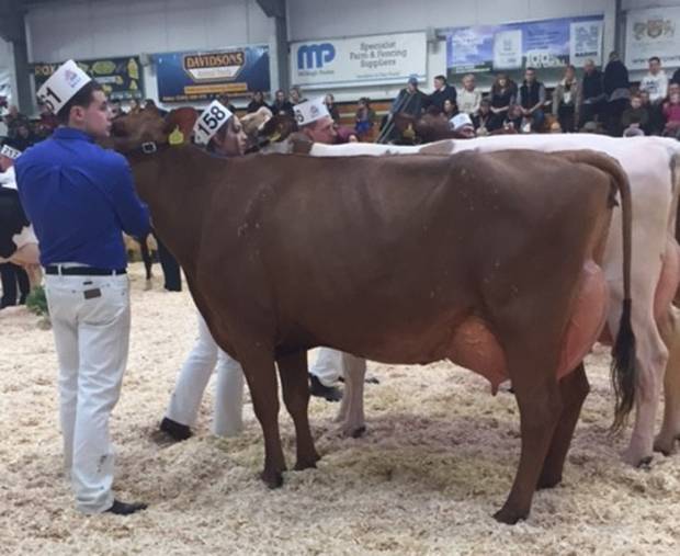Cattle Services Daughters Dominate This Year's UK Dairy Expo