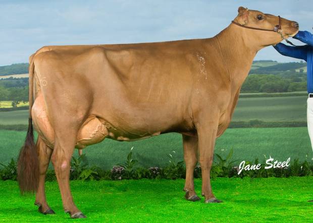 Changue Martha 49 EX95 2E - An example of a cow sold in the last Changue reduction sale purchased by M & C Bryson