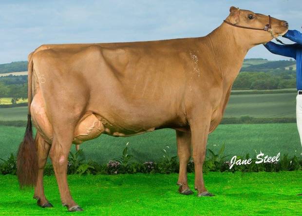 Changue Martha 49 EX95 the 2 Time Grand Champion at the UK Dairy Expo