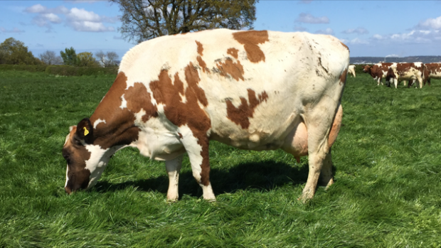 A New EX96 pointed cow sired by Stamford 1st Quality