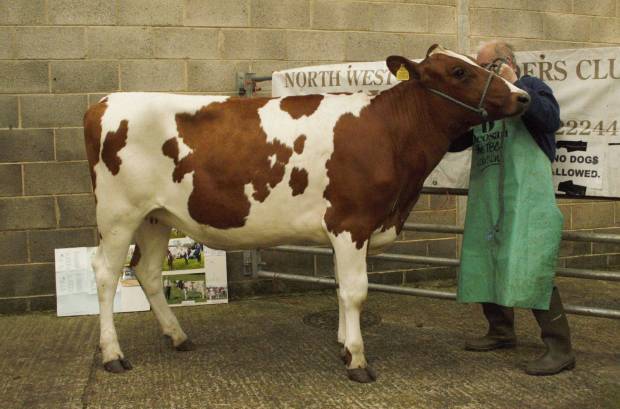 Cherrytree Pedigree Youngstock Sale Tops £1300
