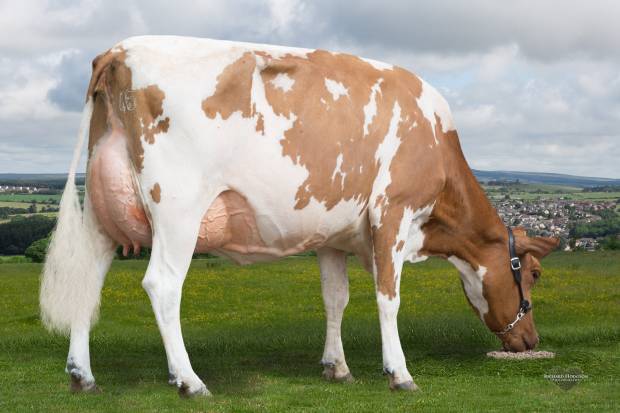 July sale - Top price at 4200 gns Changue Coffee Cream 30