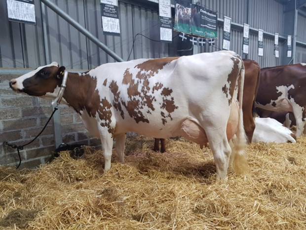 Pictured 2 months fresh at the Royal Cornwall Show 2017 is Coombe Perfek Peach EX 91 