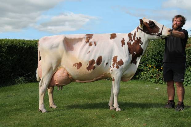 Cuthill Towers Crown Ray awarded EX96 5E