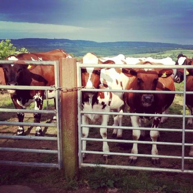 Herdsperson required in Bruton Somerset