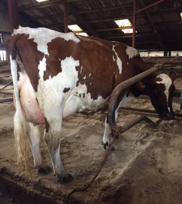Hilltown Oblique Second Calvers Are Looking Good