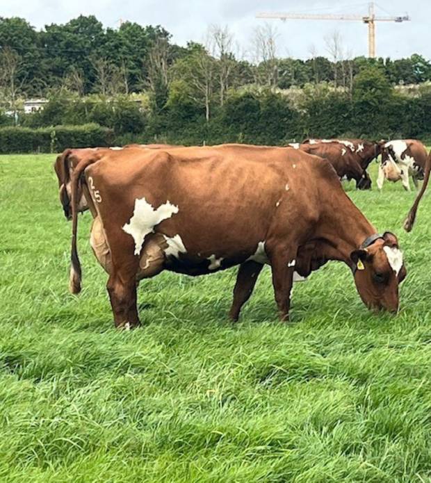 A fantastic Hilltown Oblique daughter in the Wroughton herd.