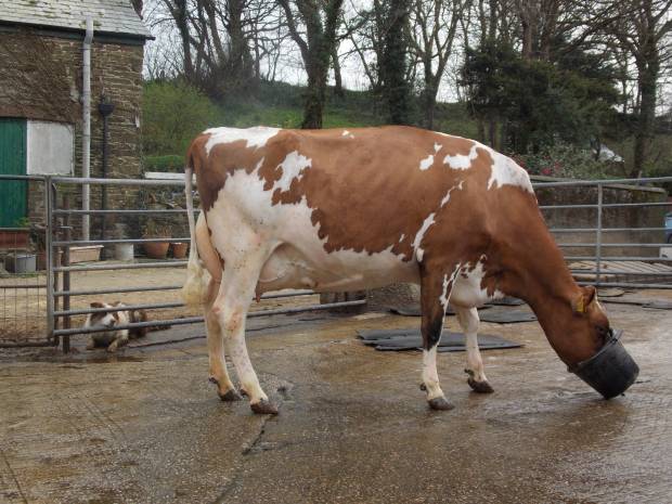 2021 Ayrshire Cattle Society On Farm Challenge 