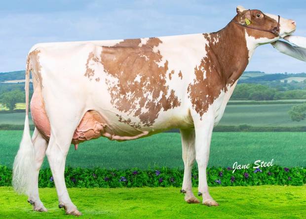 All Britain and Ireland Photographic Competition results Class K Red & White Cow in Milk,