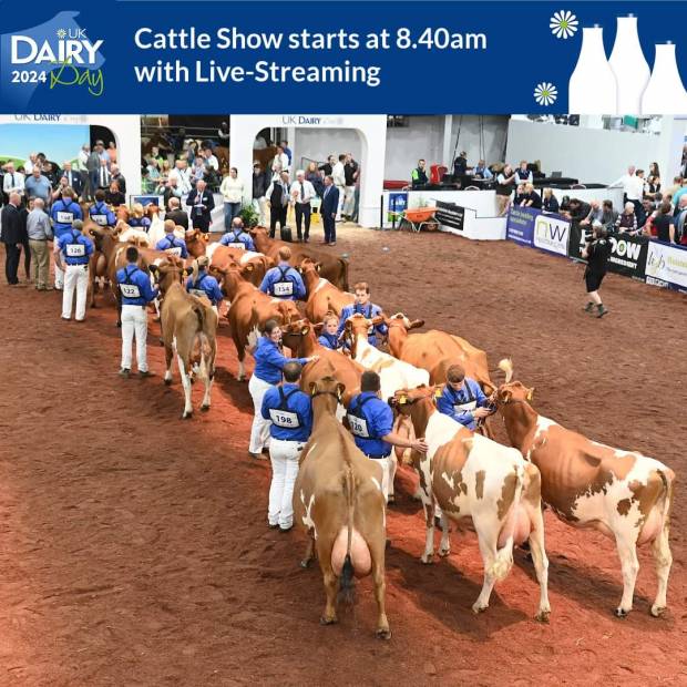 National Ayrshire Show at UK Dairy Day