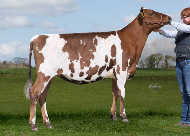 Wednesday 15th May 2019 ACS Conference Sale - Halmyre Urr Louise 363 SELLS