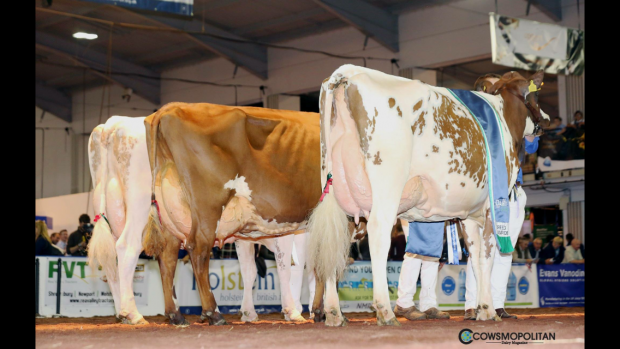 National Ayrshire Show 2017 held at UK Dairy Day was a massive success for the Ayrshire Breed and its Breeders