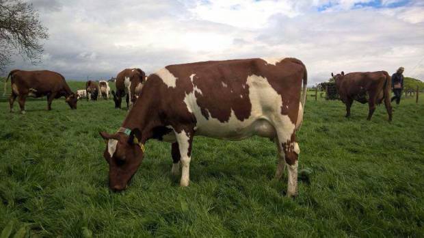 Rosehill Manderville - Pictured is a VG daughter in the Knowe Herd