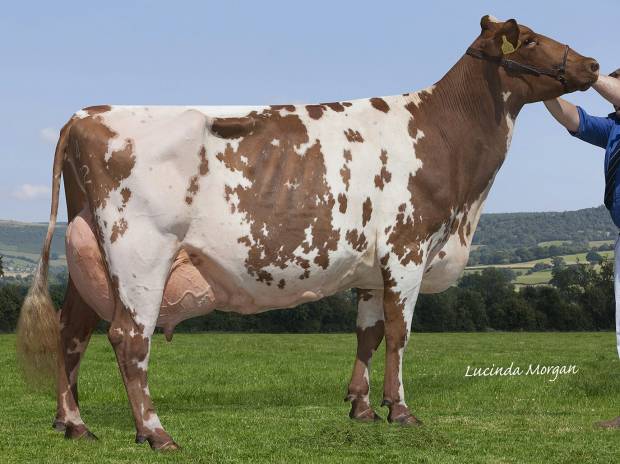 Willhome Gold Moppit 2 EX 94 2