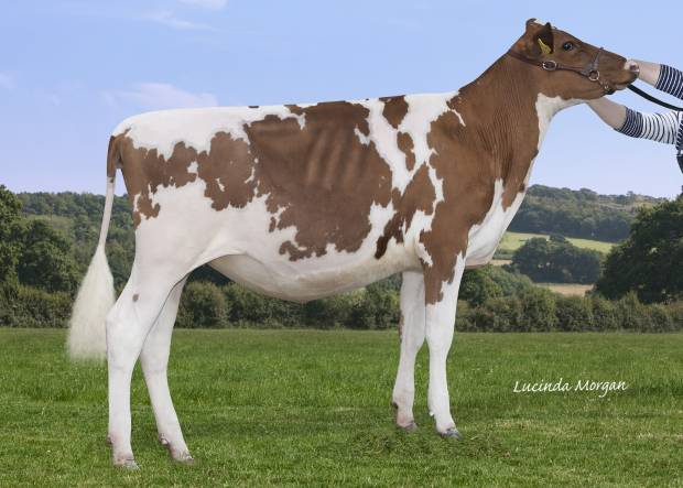 Sandyford Supreme - Breeding Fantastic Stylish Calves