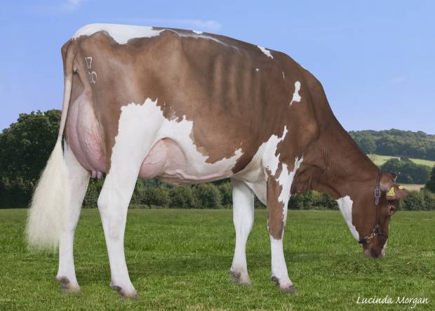 A new 89 point heifer - Allstar Triclo Joybell sired by Sandyford Triclo