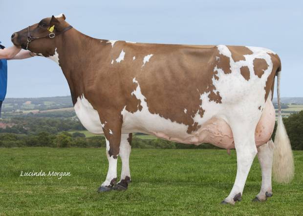 Butterbesley Obliques May - sired by Hilltown Oblique