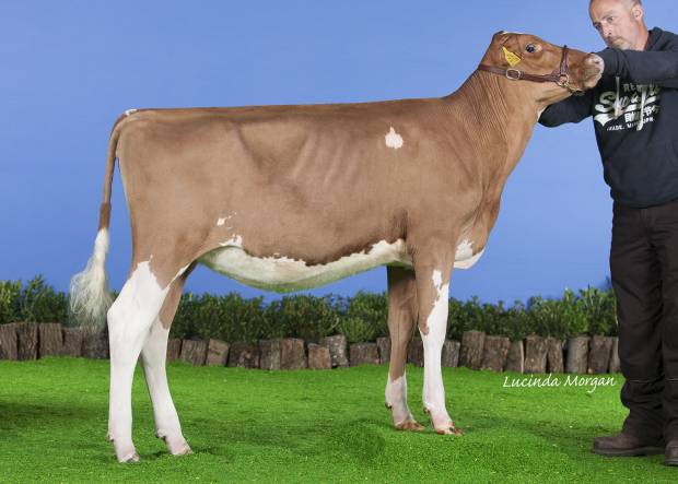 Gwynnog Buster Kate - Sired by Cuthill Towers Buster