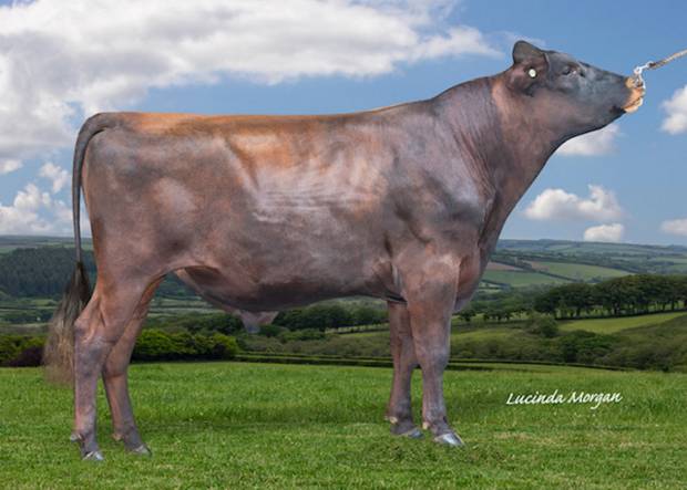 The Number One Type Genomic Bull is available today!