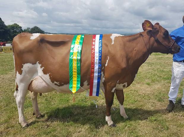 Another Interbreed Dairy Champion for the Ayrshires at Liskeard Show