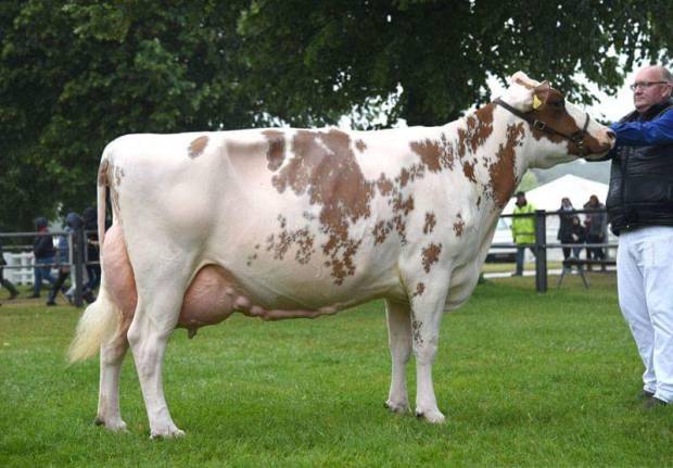 Interbreed Dairy Champion at Royal Norfolk