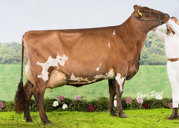 Another daughter of a Cattle Services Sire scores EX95