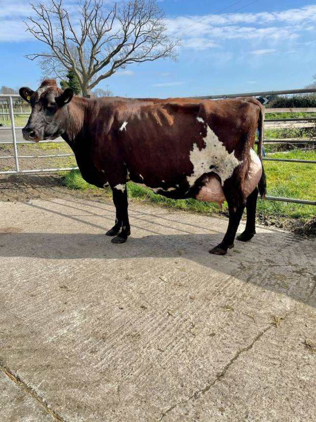 2021 Ayrshire Cattle Society On Farm Challenge Supreme Champion