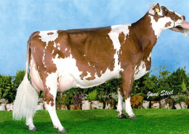 New Release sire from the outstanding Ethel family at Ravenhill