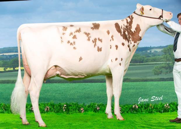 All Britain and Ireland Photographic Competition results Class J Red & White Heifer in Milk,