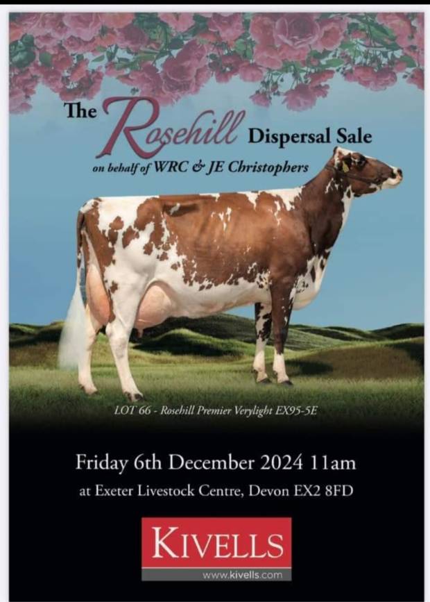 The Rosehill dispersal sale Friday 6th December - Exeter Livestock Centre