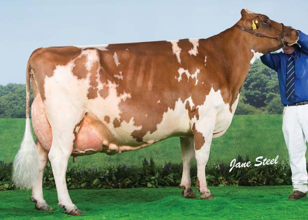 Sandyford Clover 10 EX 97 6E - The dam of one of the embryo lots