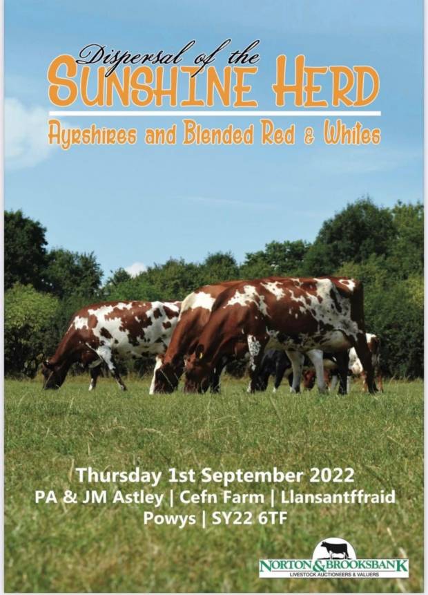 Sunshine Herd Dispersal Sale - thursday 1st September 2022
